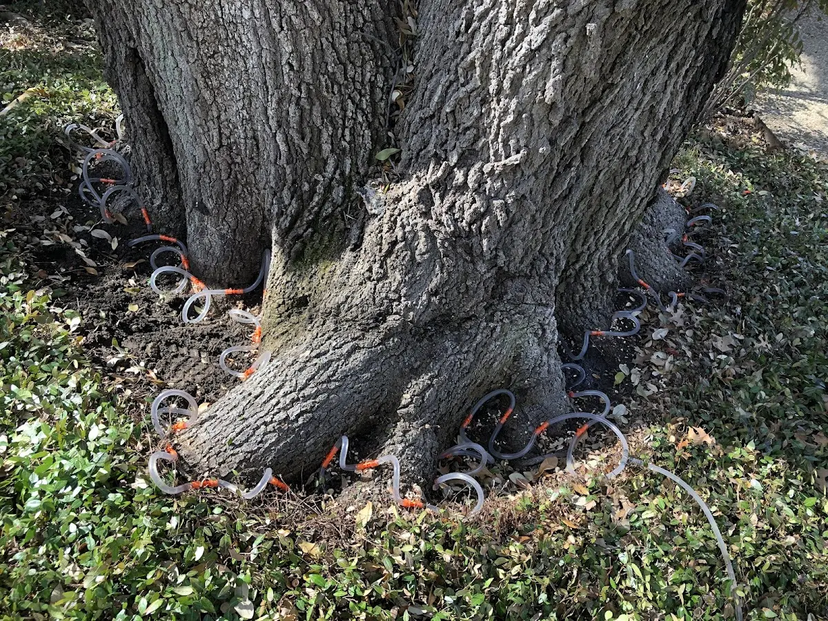 Detailed Shrub and Hedge Trimming job site in Goodview