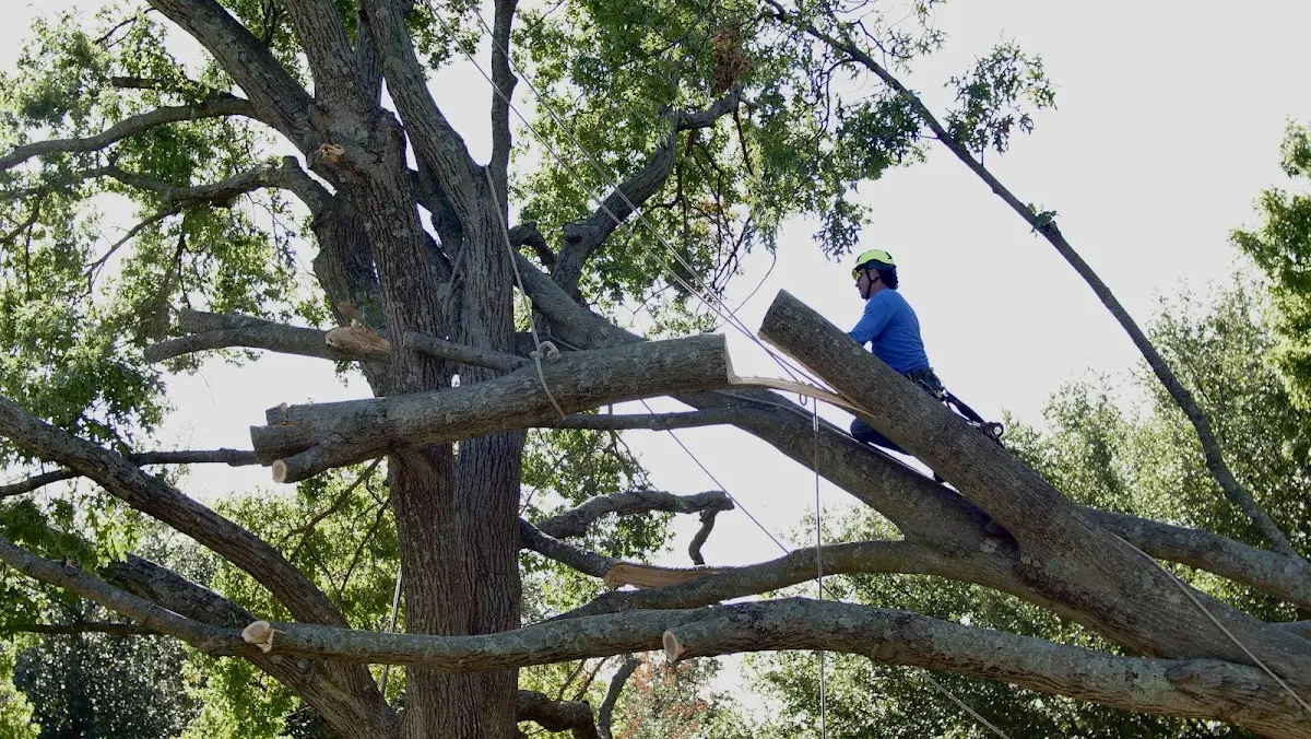 Professional Crown Thinning performed by certified arborists in Goodview
