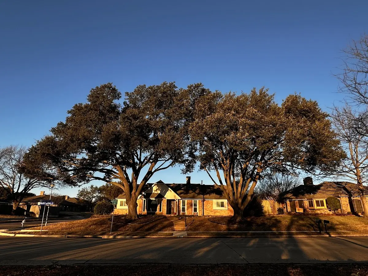 Established residential canopy tree shading a home in Goodview